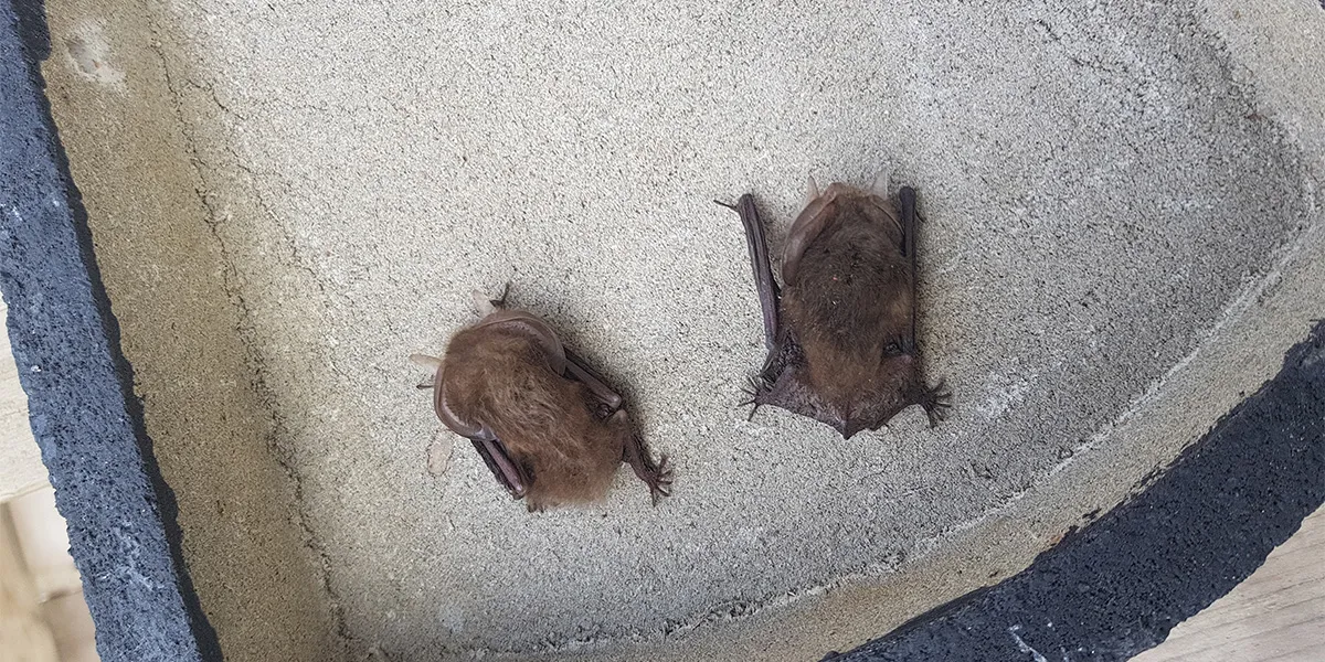 Mitigation Supervision